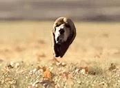 Image result for Invisible Dog GIF