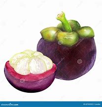 Image result for Leaves of a Mangosteen Drawing