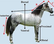 Image result for dorsal
