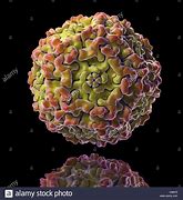 Image result for Schema Parvovirus B19