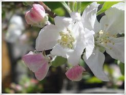 Image result for Fuji Apple Blossoms