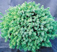 Image result for Picea glauca Echiniformis