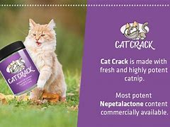 Image result for Temptations Cat Treats Catnip Fever 30 Oz