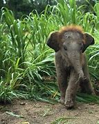 Image result for Asian Elephants Cute