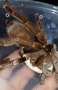Image result for Hysterocrates Gigas