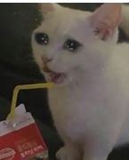 Image result for Cat Crying Meme Face 1080