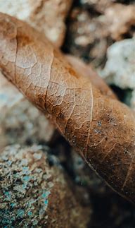 Image result for iPhone XS Max Macro Lens Photo