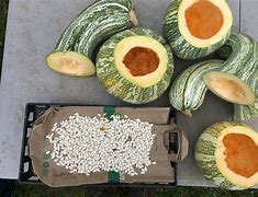 Image result for Green Striped Cushaw Squash