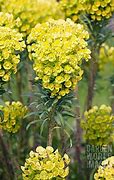 Image result for Euphorbia characias Lambrook Gold