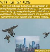 Image result for Peregrine Falcon Memes