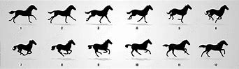 Image result for Horse Animation Frames