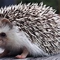 Image result for Hedgehog Pictures