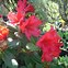 Rhododendron Scarlet Wonder కోసం చిత్ర ఫలితం