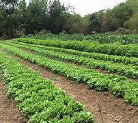 Image result for Small Organic Farm