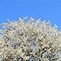 Bildergebnis für Prunus avium Blauwe Hedelfinger