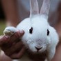 Image result for Domestic Bunny Rabbit