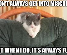 Image result for Mischief Cat Meme