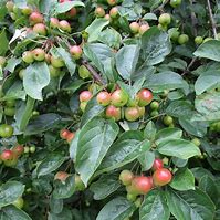 Image result for Malus Butterball