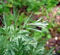 Image result for Artemisia absinthium (ALSEM)