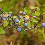 Image result for Prunus spinosa