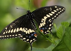 Image result for Black Monarch Butterfly