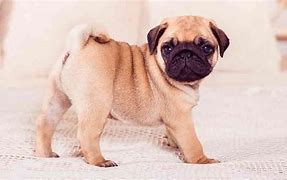 Image result for Pug Curly Tail