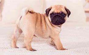 Image result for Pug Tail