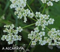 Image result for alcaracea
