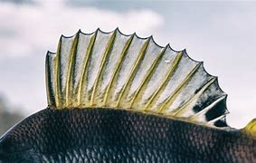 Image result for Lenate Fish Fin