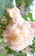 Image result for Alcea rosea peaches 