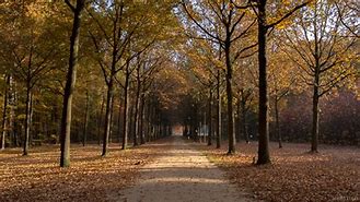 Image result for Animated Pathway