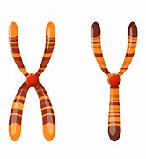 Image result for Chromosome Cartoon