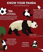 Image result for Giant Panda Facts