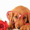 Image result for Corazon Dog