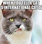 Image result for Cat Day Meme