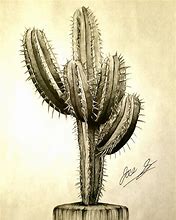 Image result for Realistic Cactus Drawing