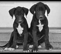 Image result for Dog Quotes About Black Labs