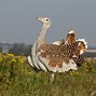 Image result for Third Largest Bird in the World