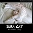 Image result for Cat Meme Poster