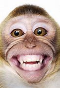 Image result for Laughin Monkey