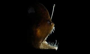 Image result for Twilight Zone Ocean Animals