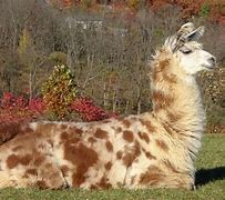 Image result for Llama Cat