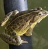 Image result for Cute Aesthetic Nano Frog
