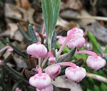 Image result for Andromeda Plant