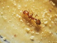 Image result for Red Imported Fire Ant