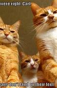 Image result for Cat Animal Funny