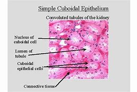 Image result for Simple Cuboidal 100X