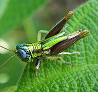 Image result for Cricket Animal