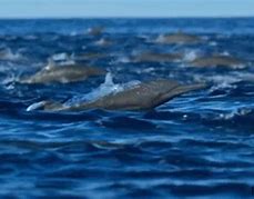 Image result for Dolphin Jumping Out of Water Meme