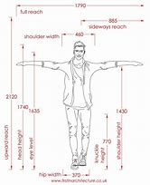 Image result for Average Male Dimensions
